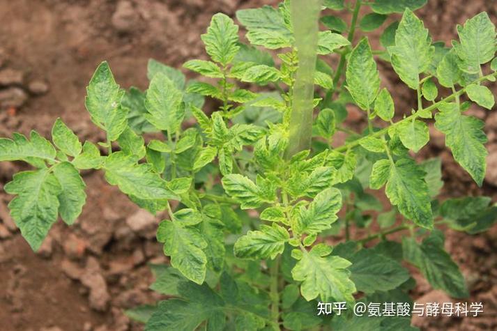 植物病毒能感染人吗