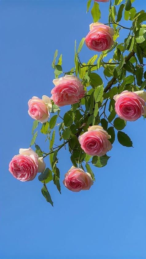 花卉图标