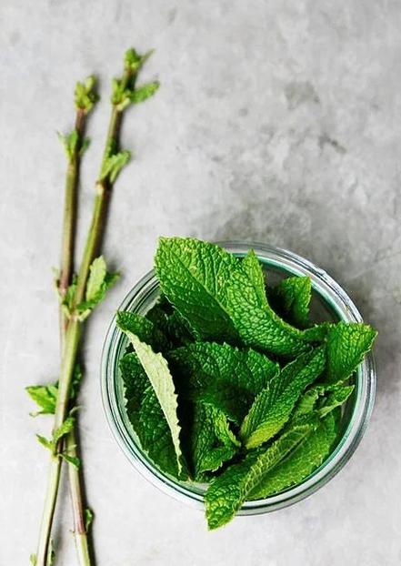 薄荷可以和什么植物一起种