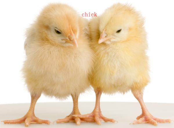 chicken是单数还是复数