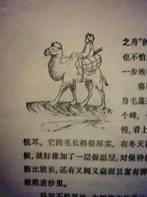 04988鬼谷子神算网站四不像