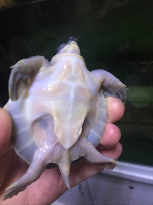 腐皮和蜕皮的区别