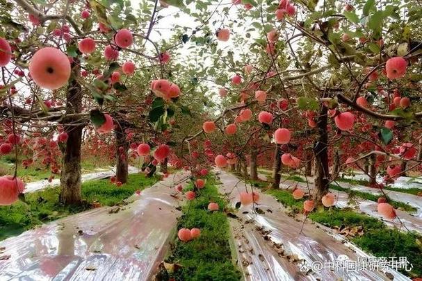 精美苹果图片微信头像