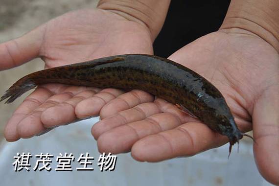 鱼嘴发白烂了怎么办