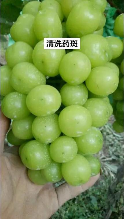 阳光玫瑰产品介绍怎么写