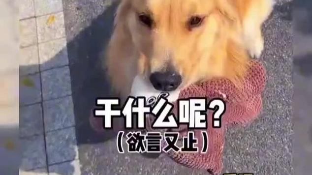 流浪狗模拟器怎么找主人缩略图