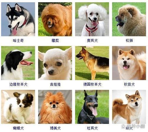 狗品种大全100种缩略图