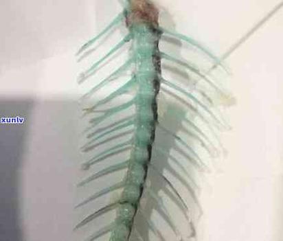 绿骨的四种含义
