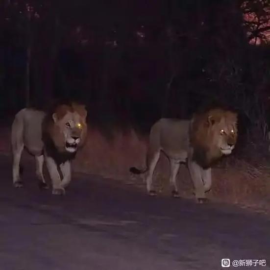 狮子试玩