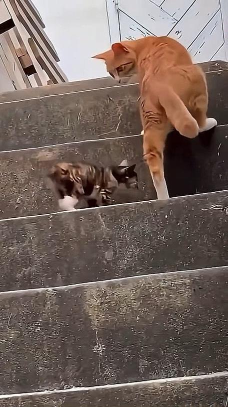 猫不敢爬梯子