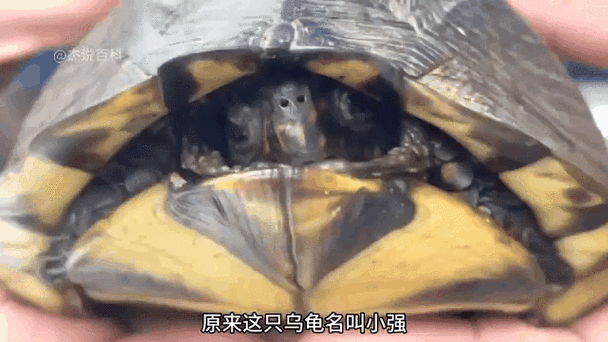 乌龟叫怎么化解