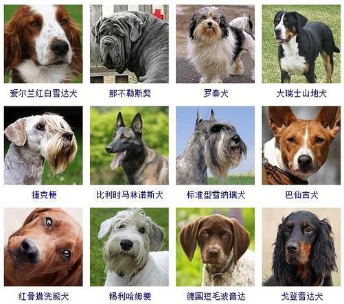 狗的种类截图