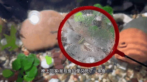 养鳑鲏鱼的大忌