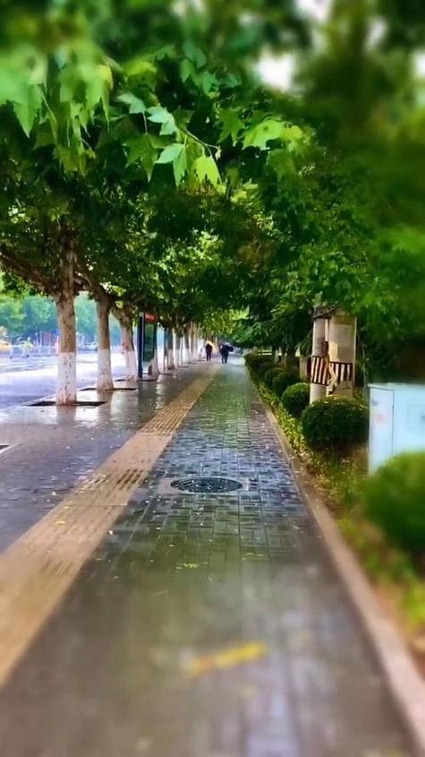 梧桐雨赏析