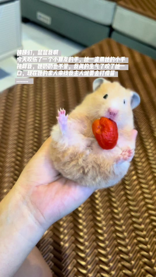 仓鼠一直舔我的手,然后咬