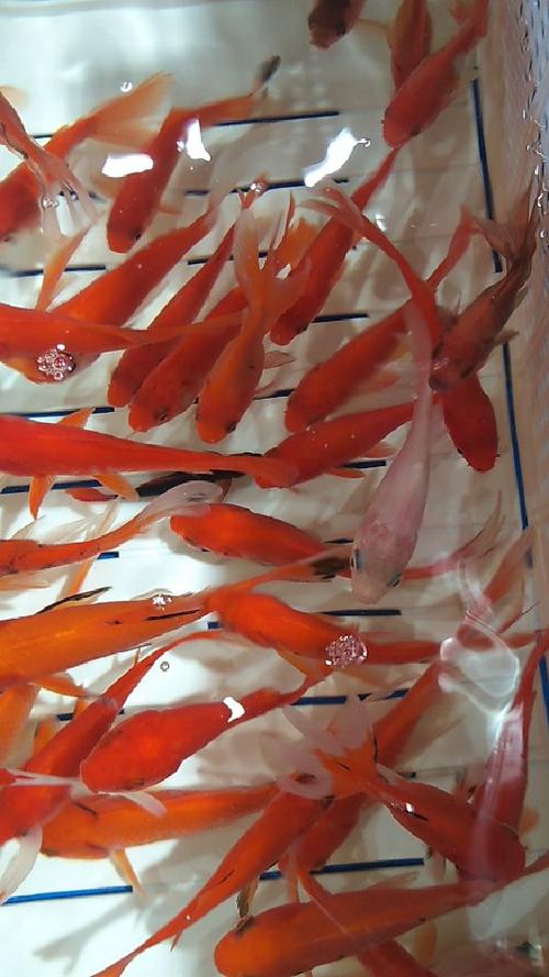 红金鱼