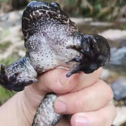 百媚蛙靠谱吗