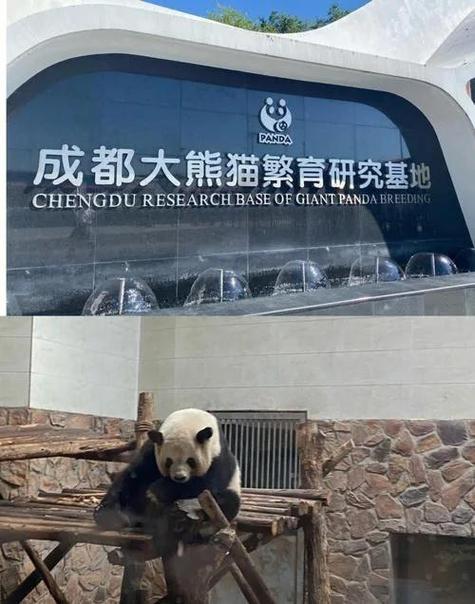 成都熊猫基地开放时间及门票图标