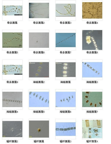淡水藻类图谱大全
