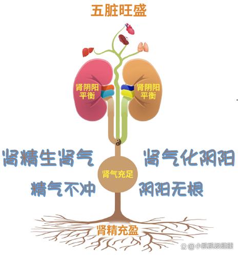 肾阴阳两虚吃什么药最好最有效
