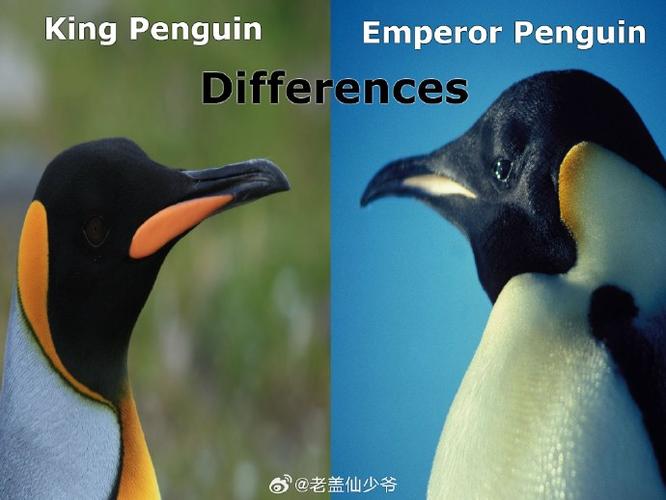 企鹅影院和腾讯超级vip的区别
