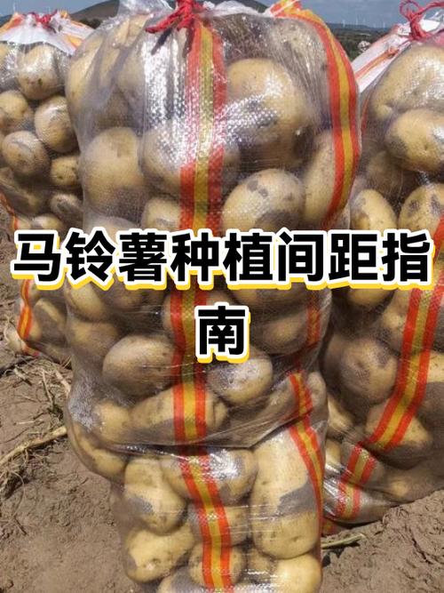 土豆种植行距和株距
