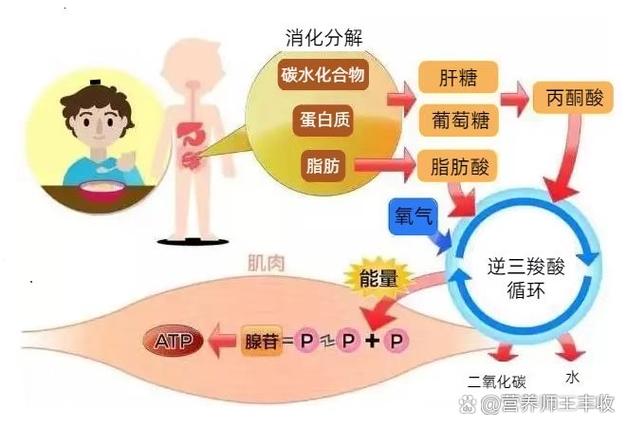 能量循环