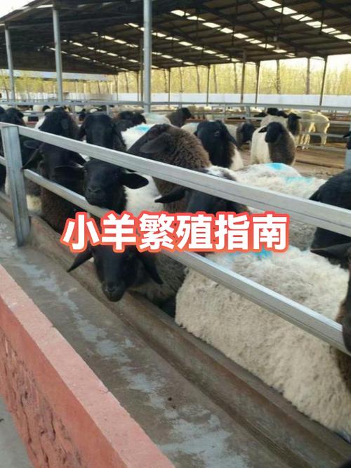 繁衍の牧场繁殖小说缩略图