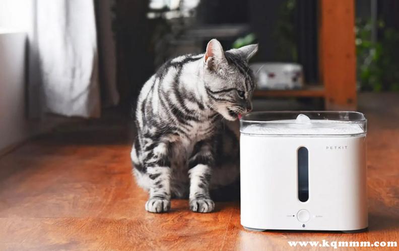 猫喝纯净水好还是白开水好游戏截图