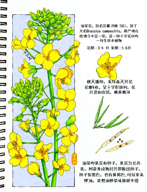 油菜花和小油菜是一种菜吗