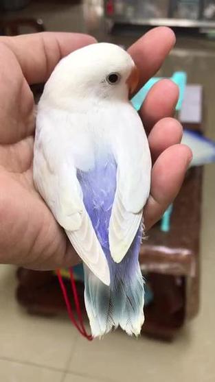 手养鹦鹉缩略图