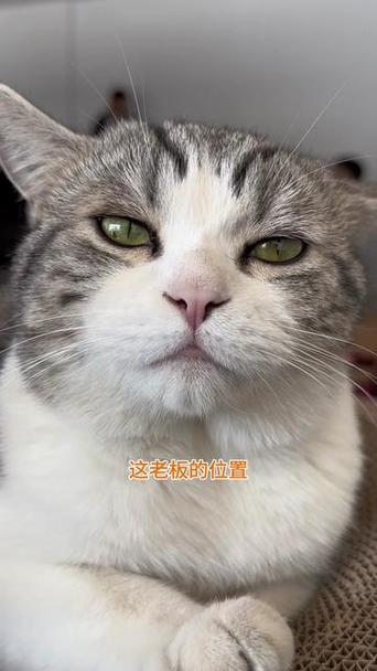 叨乐这几天的视频