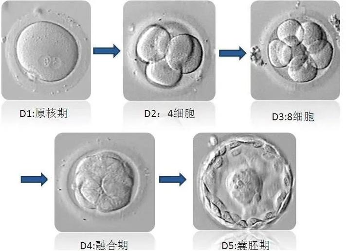 三天胚胎4细胞是发育缓慢吗