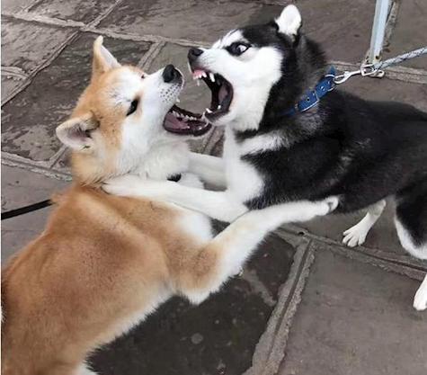 狗咬狗的图片缩略图
