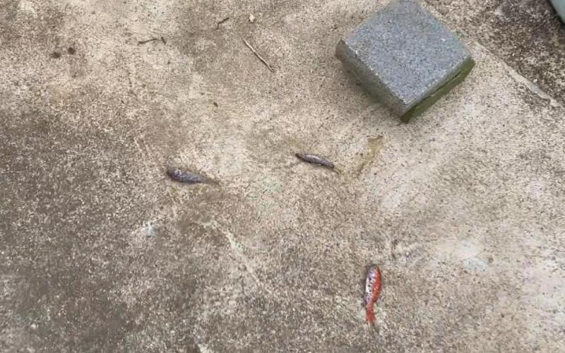 草金鱼跳缸是怎么回事