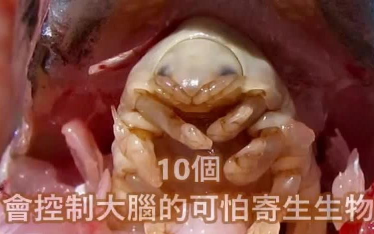 控制人类意识的寄生虫