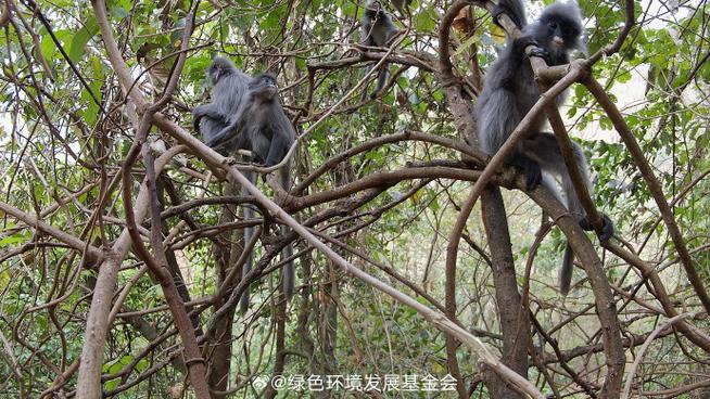 无量山与哀牢山