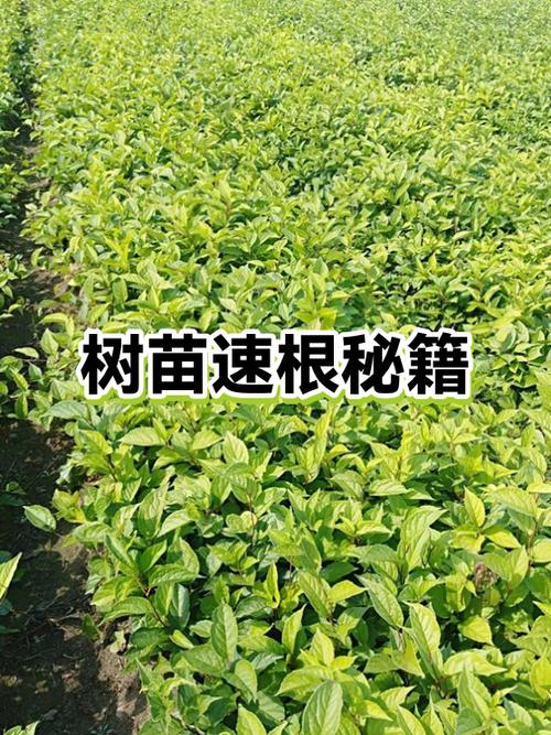 我的世界如何让树苗快速生长