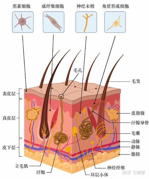 皮肤结构图 五层
