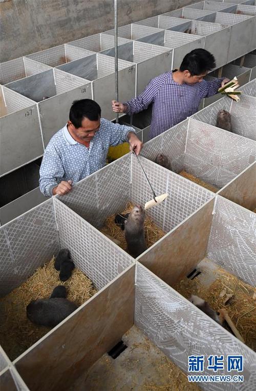 中国竹鼠养殖网