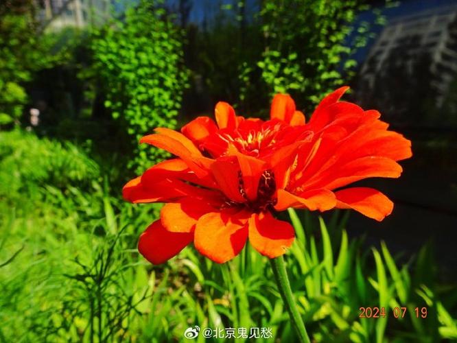 夏花花花