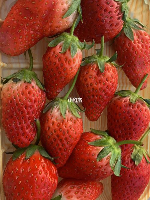小红书3个红豆梗