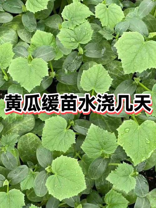 美团种树结果后还要浇多少次水