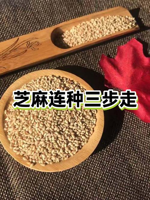 芝麻粒1000的人多吗