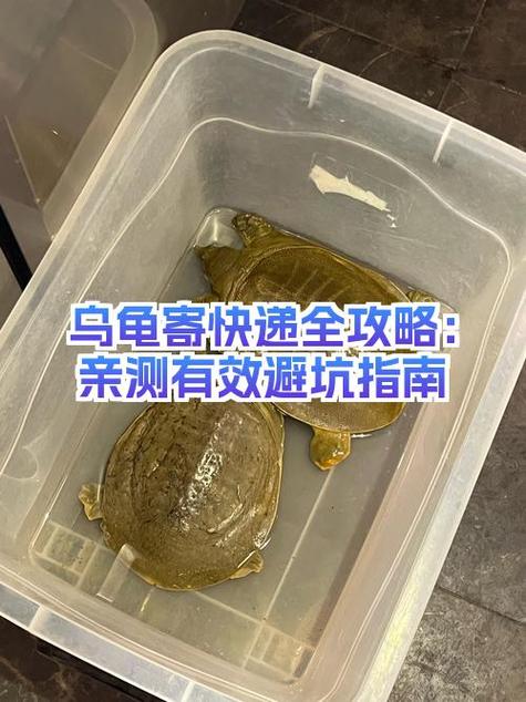 什么快递可以寄乌龟截图