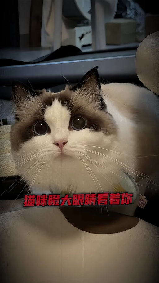 猫为什么很懒