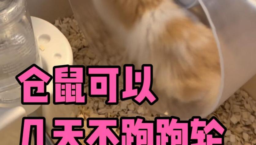 仓鼠没有跑轮能活多久