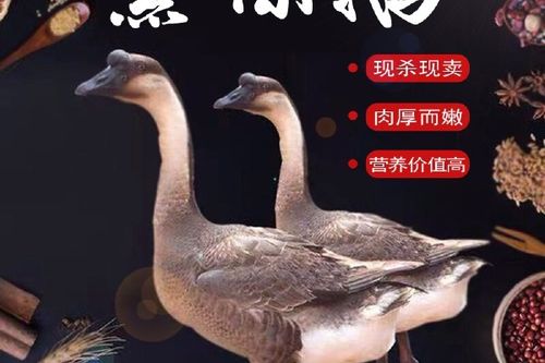 鹅如何宰杀和去毛