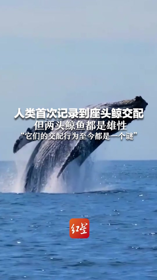座头鲸在哪里繁殖