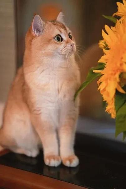 家庭繁育猫咪挣钱吗